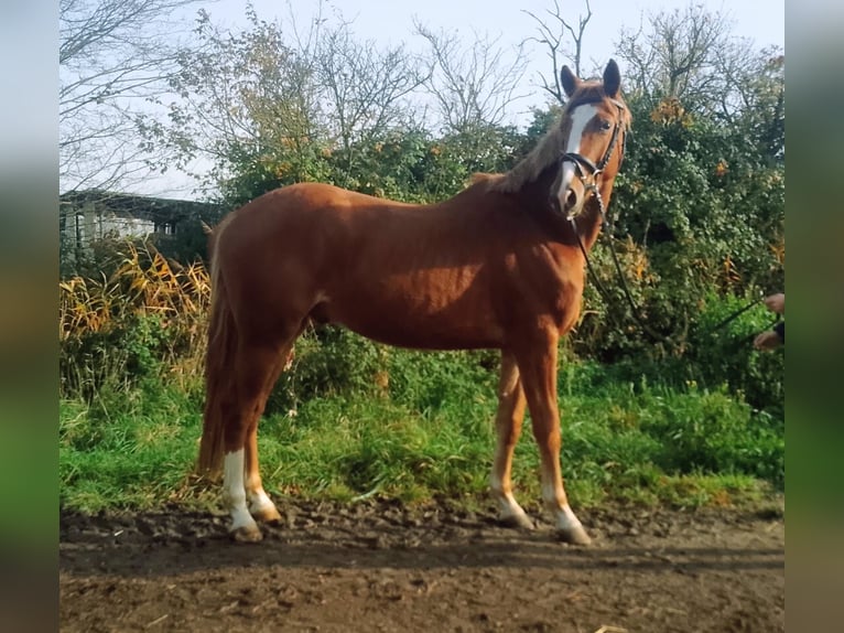 Oldenburgo Caballo castrado 4 años 171 cm Alazán in Heidesheim am Rhein