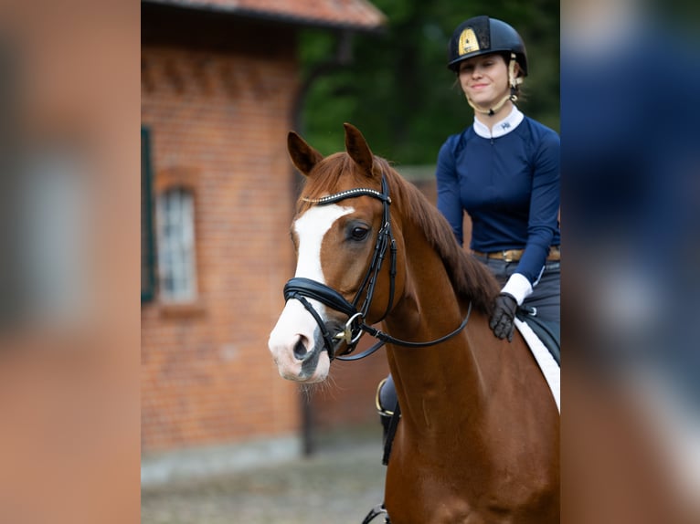 Oldenburgo Caballo castrado 4 años 171 cm Alazán in Kirchlinteln