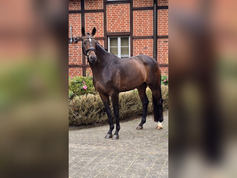Oldenburgo Caballo castrado 4 años 171 cm Castaño in Warendorf