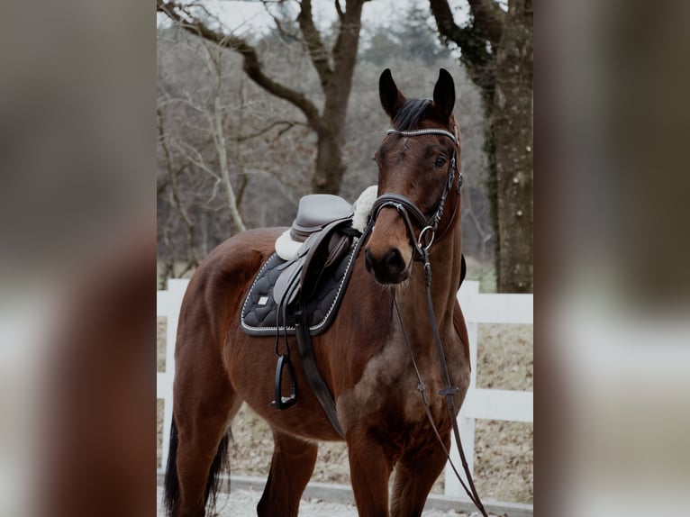 Oldenburgo Caballo castrado 4 años 171 cm Castaño in Friedeburg