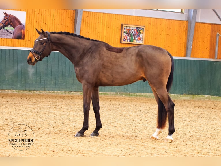 Oldenburgo Caballo castrado 4 años 171 cm Castaño oscuro in Bad Zwischenahn
