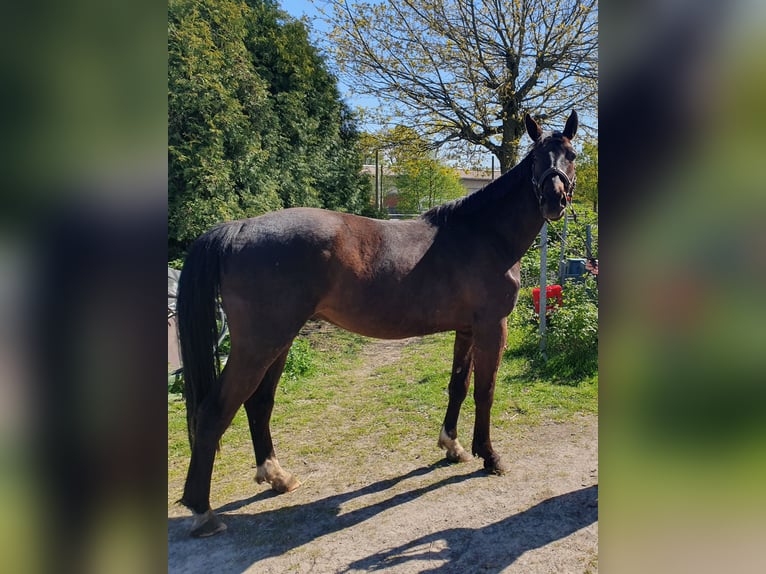 Oldenburgo Caballo castrado 4 años 171 cm Castaño oscuro in Hagen