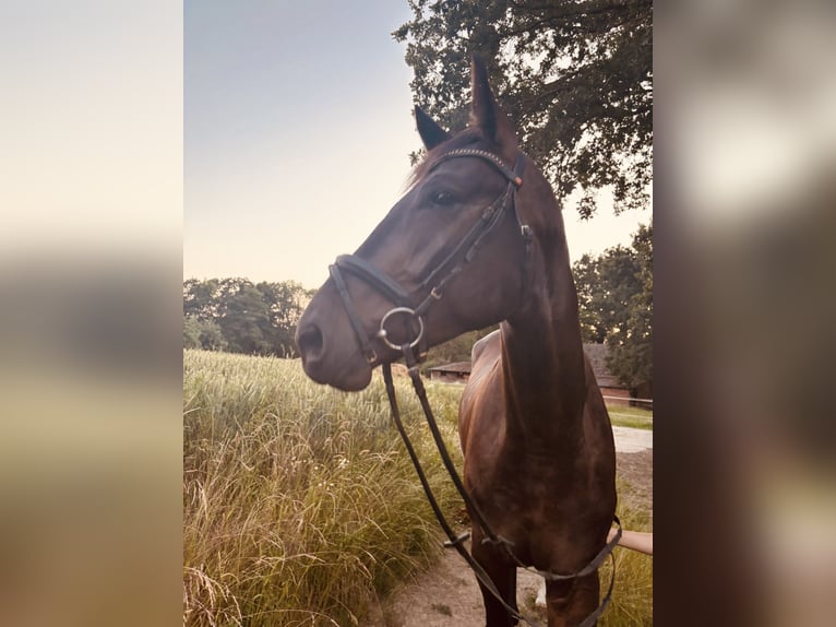 Oldenburgo Caballo castrado 4 años 171 cm Castaño oscuro in Iserlohn