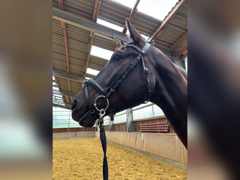 Oldenburgo Caballo castrado 4 años 171 cm Castaño oscuro in Iserlohn
