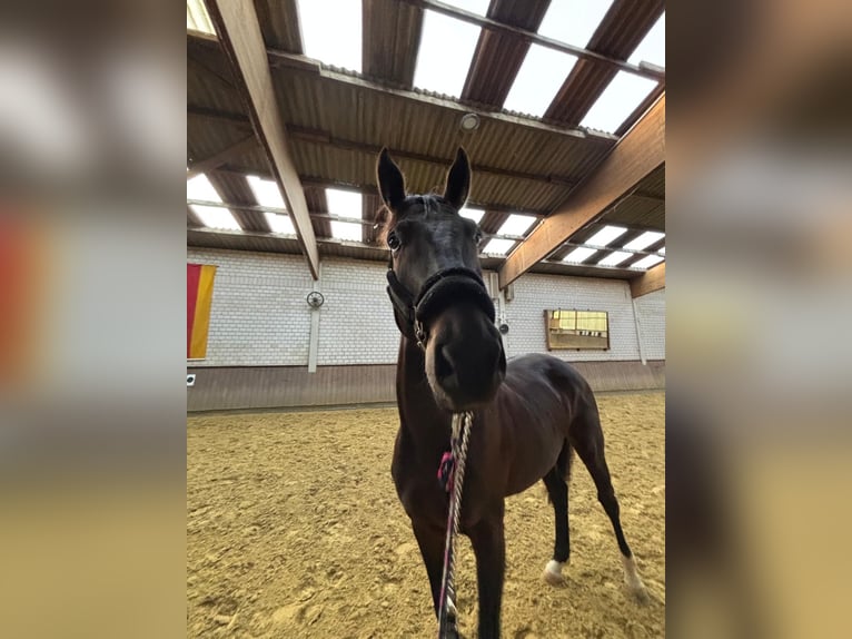Oldenburgo Caballo castrado 4 años 171 cm Castaño oscuro in Iserlohn