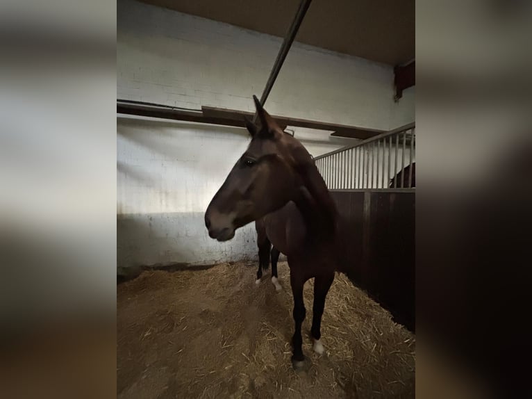 Oldenburgo Caballo castrado 4 años 171 cm Castaño oscuro in Iserlohn