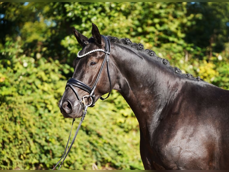 Oldenburgo Caballo castrado 4 años 171 cm Negro in Hohenfelde