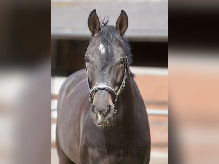 Oldenburgo Caballo castrado 4 años 171 cm Negro in Paderborn