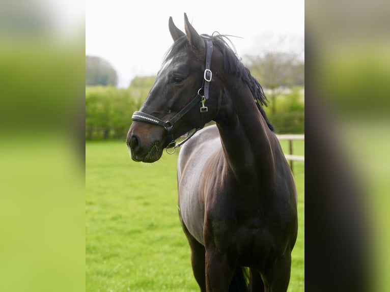 Oldenburgo Caballo castrado 4 años 171 cm Negro in Paderborn