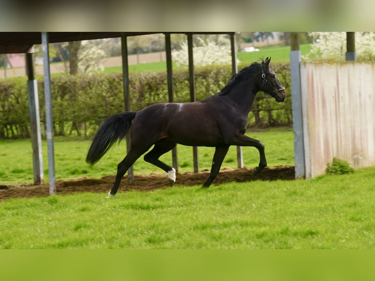 Oldenburgo Caballo castrado 4 años 171 cm Negro in Paderborn