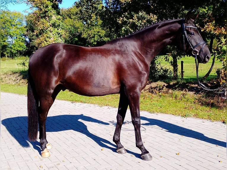 Oldenburgo Caballo castrado 4 años 171 cm Negro in Wittmund