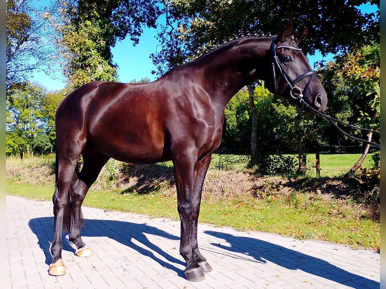 Oldenburgo Caballo castrado 4 años 171 cm Negro in Wittmund