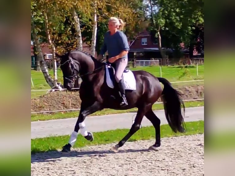 Oldenburgo Caballo castrado 4 años 171 cm Negro in Wittmund