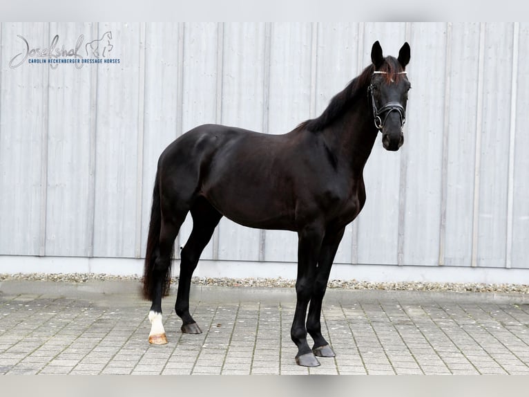 Oldenburgo Caballo castrado 4 años 171 cm Negro in Oberstadion