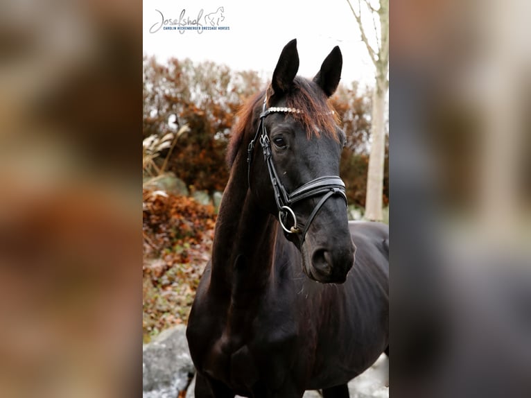 Oldenburgo Caballo castrado 4 años 171 cm Negro in Oberstadion