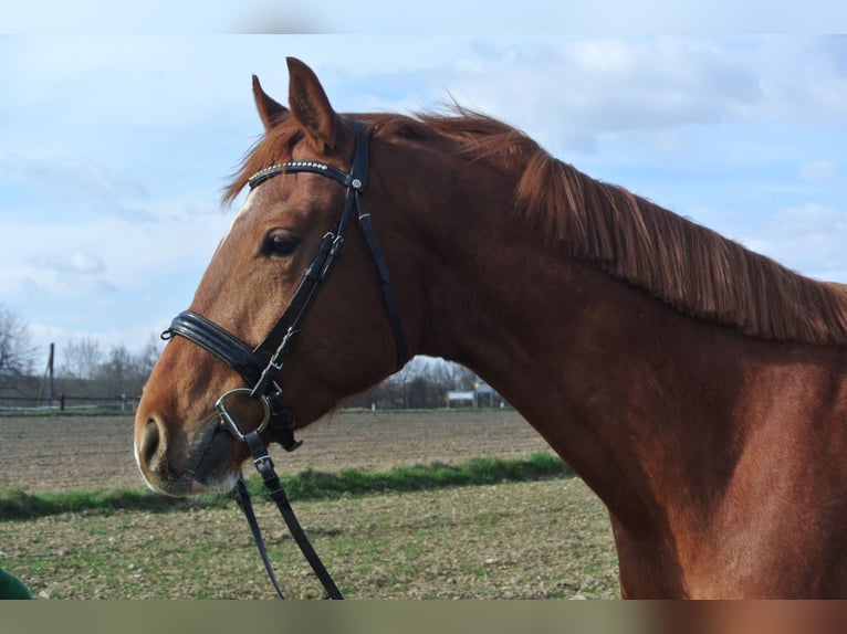 Oldenburgo Caballo castrado 4 años 172 cm Alazán in Alt-Dietmanns