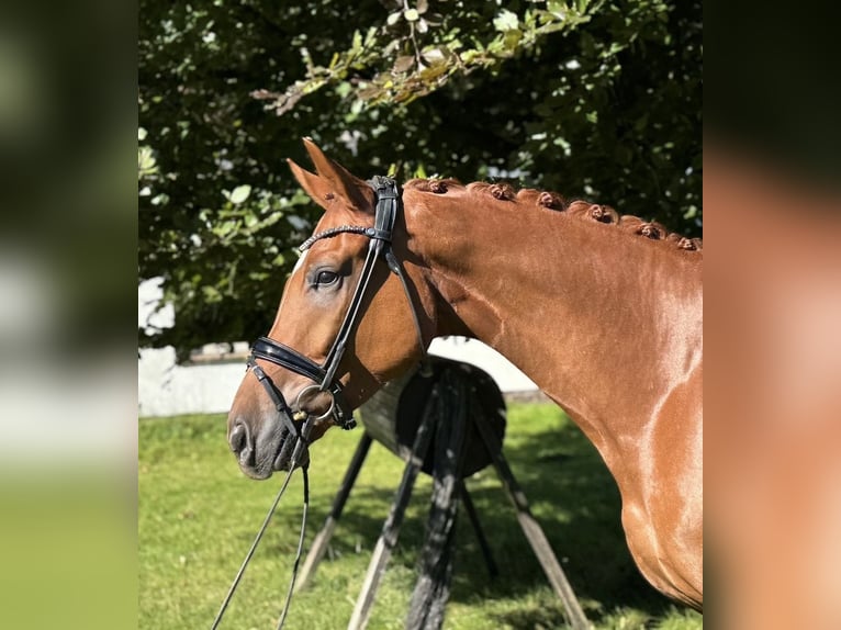 Oldenburgo Caballo castrado 4 años 172 cm Alazán in Schierensee Oldenburgo Caballo castrado 4 años 172 cm Alazán in Schierensee