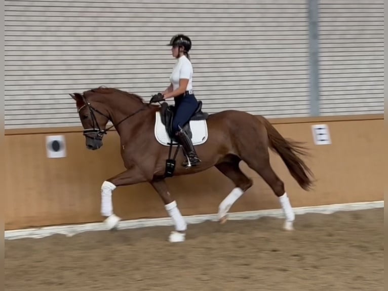 Oldenburgo Caballo castrado 4 años 172 cm Alazán in Lastrup