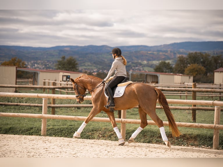 Oldenburgo Caballo castrado 4 años 172 cm Alazán in montbrison