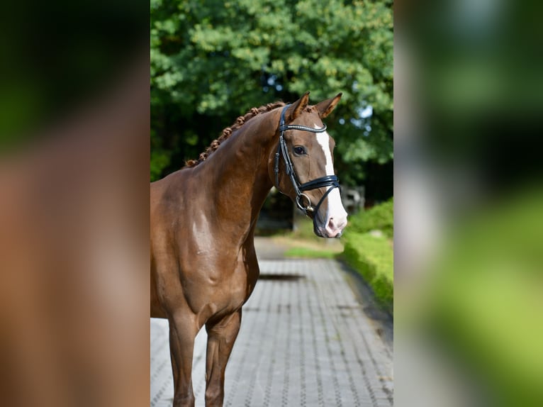 Oldenburgo Caballo castrado 4 años 172 cm Alazán-tostado in Visbek