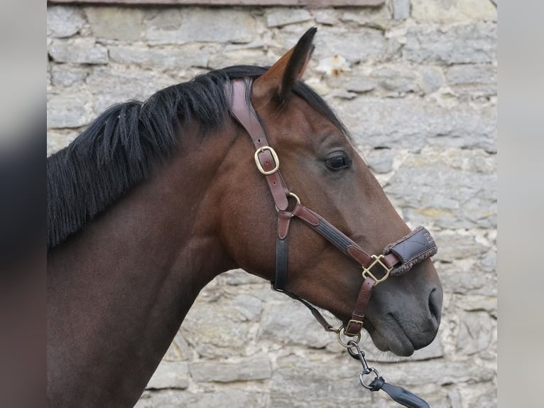 Oldenburgo Caballo castrado 4 años 172 cm Castaño in Barntrup