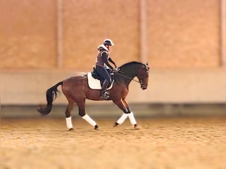 Oldenburgo Caballo castrado 4 años 172 cm Castaño in Altenstadt