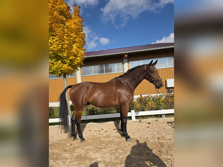 Oldenburgo Caballo castrado 4 años 172 cm Castaño in Altenstadt