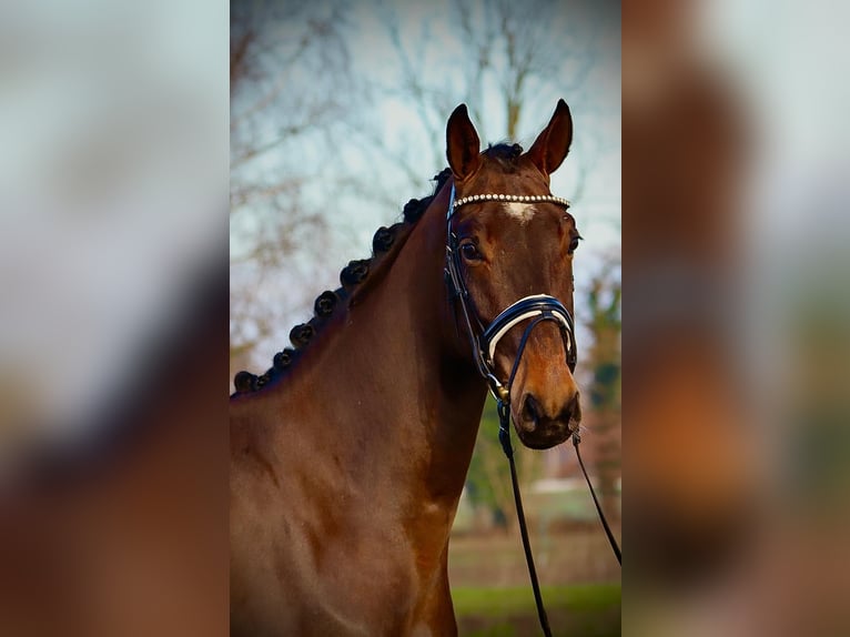 Oldenburgo Caballo castrado 4 años 172 cm Castaño in Cappeln (Oldenburg)