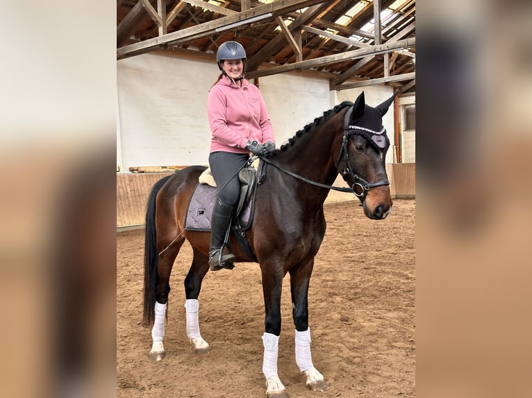 Oldenburgo Caballo castrado 4 años 172 cm Castaño in Hohenahr