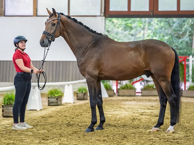 Oldenburgo Caballo castrado 4 años 172 cm Castaño in Mnster-Handorf