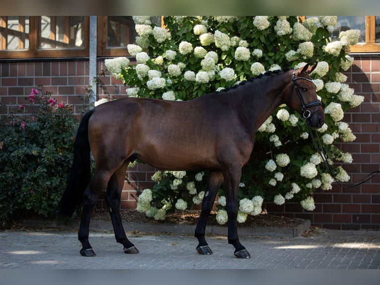Oldenburgo Caballo castrado 4 años 172 cm Castaño oscuro in Drantum