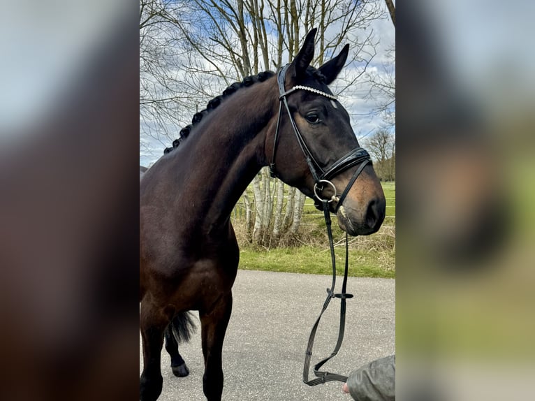 Oldenburgo Caballo castrado 4 años 172 cm Castaño oscuro in Bawinkel