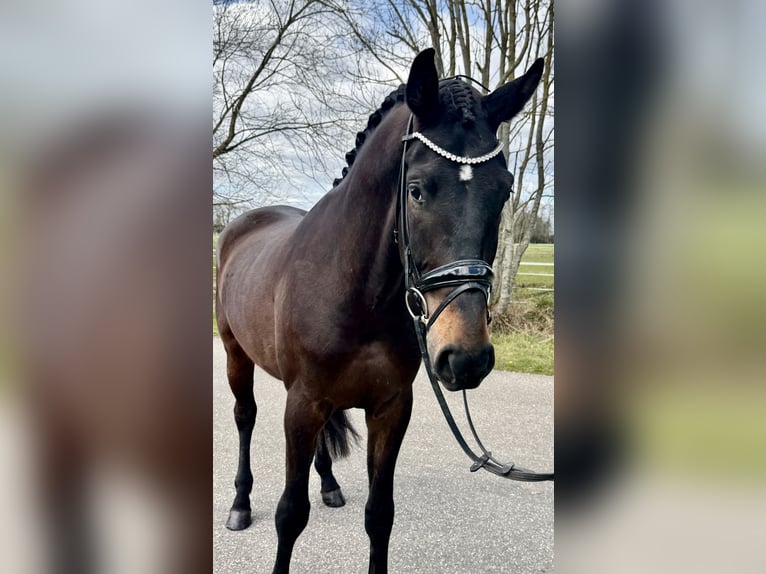 Oldenburgo Caballo castrado 4 años 172 cm Castaño oscuro in Bawinkel