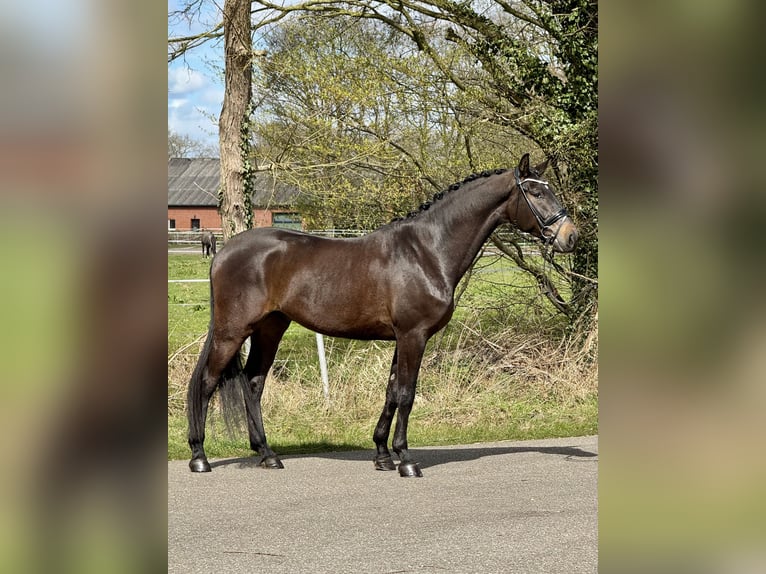 Oldenburgo Caballo castrado 4 años 172 cm Castaño oscuro in Bawinkel