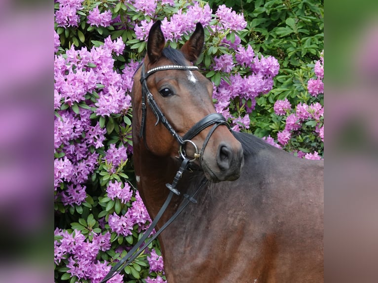 Oldenburgo Caballo castrado 4 años 172 cm Castaño oscuro in Rehau