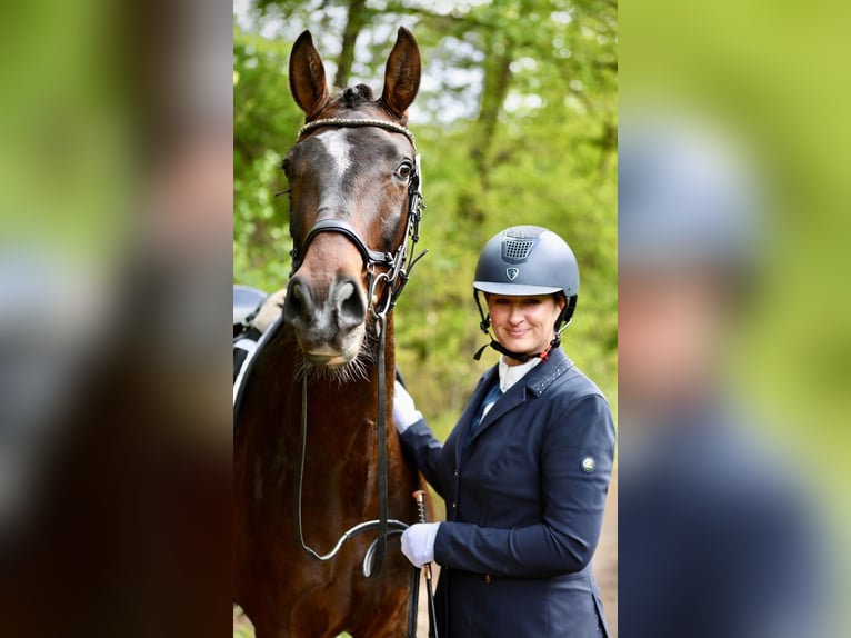 Oldenburgo Caballo castrado 4 años 172 cm Castaño oscuro in Hohenahr