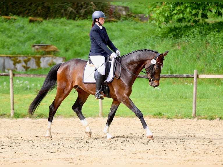 Oldenburgo Caballo castrado 4 años 172 cm Castaño oscuro in Hohenahr