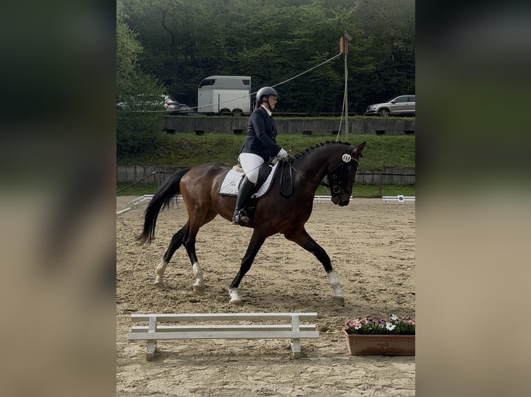 Oldenburgo Caballo castrado 4 años 172 cm Castaño oscuro in Hohenahr