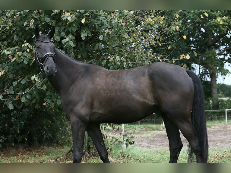 Oldenburgo Caballo castrado 4 años 172 cm Negro in Wittmund