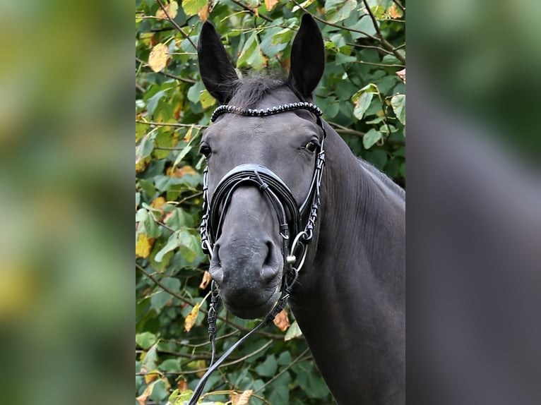 Oldenburgo Caballo castrado 4 años 172 cm Negro in Wittmund