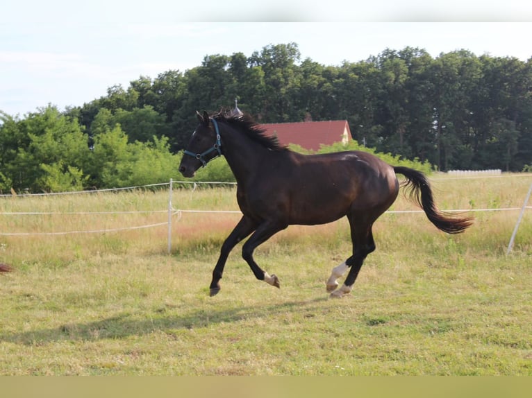 Oldenburgo Caballo castrado 4 años 172 cm Negro in Kunice