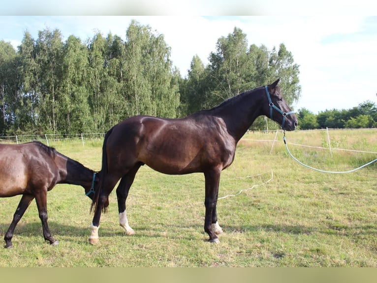Oldenburgo Caballo castrado 4 años 172 cm Negro in Kunice