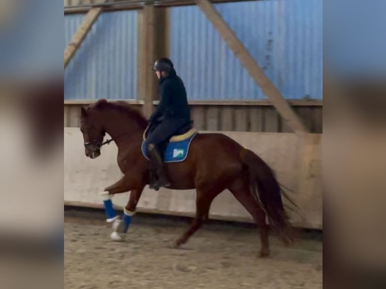 Oldenburgo Caballo castrado 4 años 173 cm Alazán in Pfaffenhofen Weiler