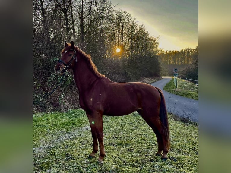 Oldenburgo Caballo castrado 4 años 173 cm Alazán in Pfaffenhofen Weiler