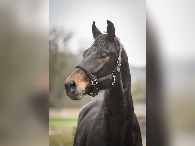 Oldenburgo Caballo castrado 4 años 173 cm Castaño oscuro in Hetzerath