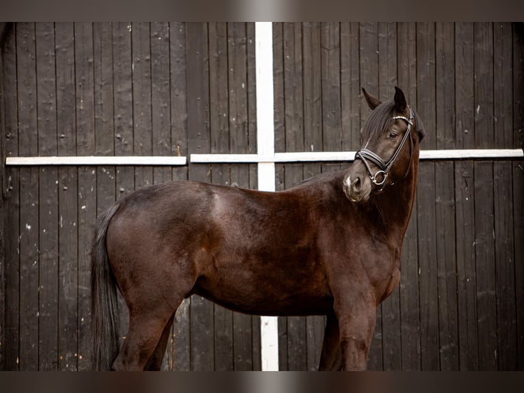 Oldenburgo Caballo castrado 4 años 173 cm Negro in Coesfeld