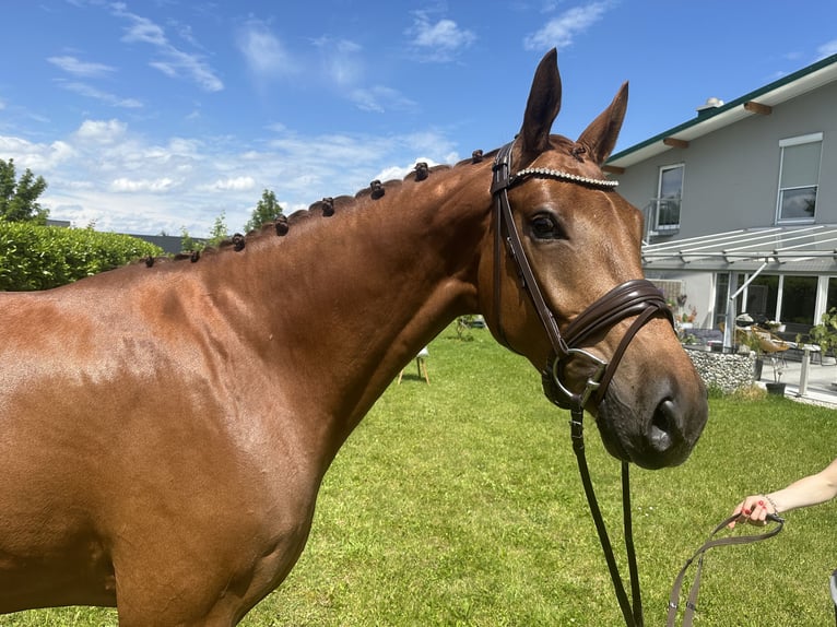 Oldenburgo Caballo castrado 4 años 174 cm Alazán in Ampfing