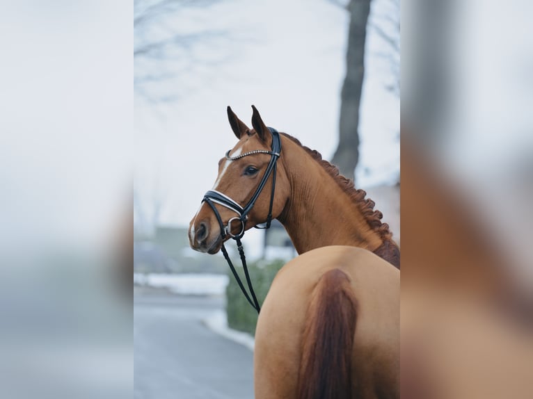 Oldenburgo Caballo castrado 4 años 174 cm Alazán in Vechta