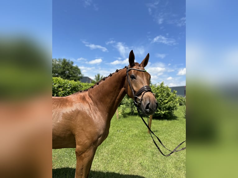 Oldenburgo Caballo castrado 4 años 174 cm Alazán-tostado in Ampfing