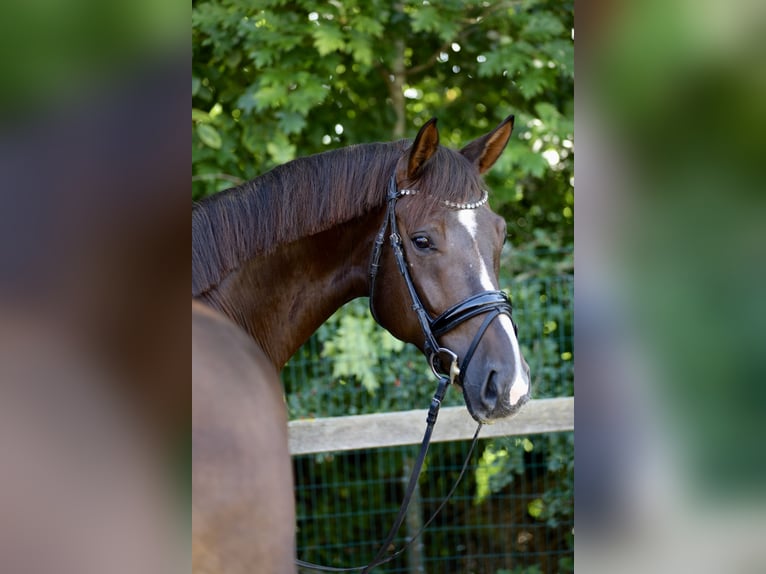 Oldenburgo Caballo castrado 4 años 174 cm Alazán-tostado in Lohne (Oldenburg)